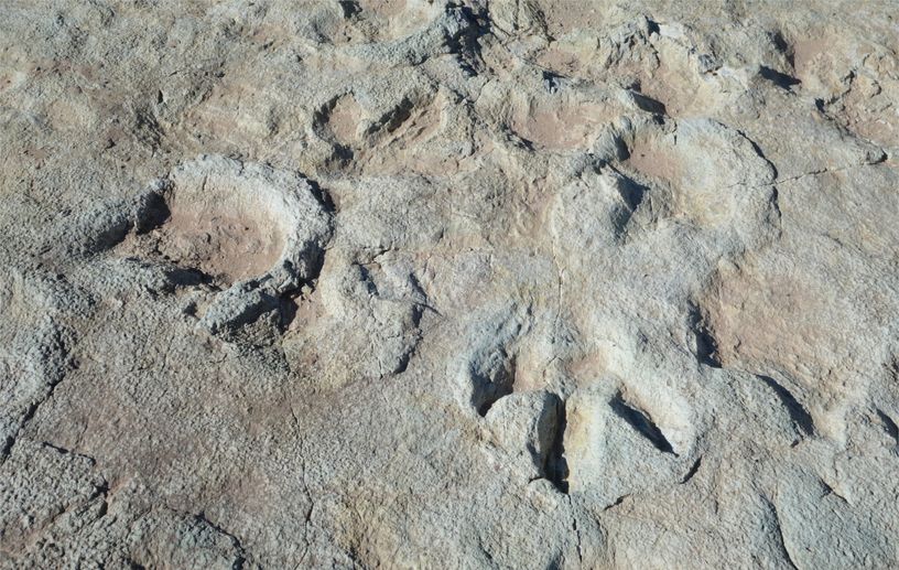 Objective and Quantitative Methods in the Study of Dinosaur Tracks