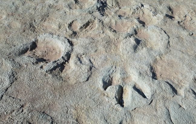 Objective and Quantitative Methods in the Study of Dinosaur Tracks