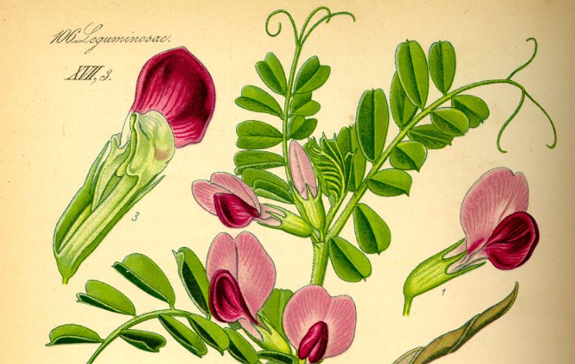 The Effects of Cover Crops and Reduced Tillage in Organic Cropping Systems on Nitrogen Fluxes and Weeds