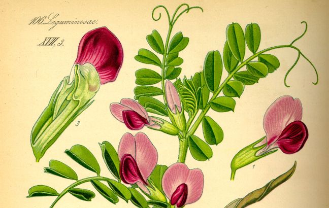 Der Einfluss von Zwischenfrüchten und reduzierter Bodenbearbeitung in ökologischen Anbausystemen auf Stickstoffflüsse und Beikräuter