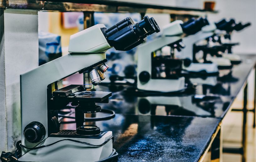 Comparative Embryonic Morphogenesis of Emerging Insect Model Organisms