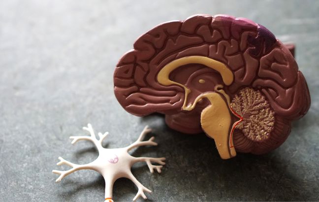 Visualisierung von Zelltod nach experimentellem Schlaganfall in der Maus